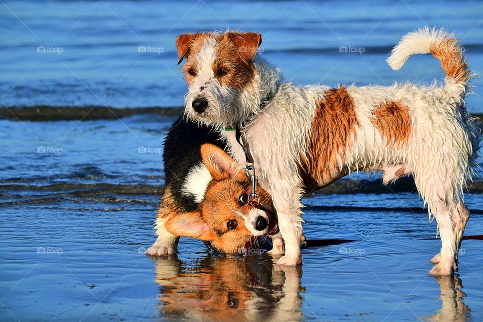 Dogs at the beach