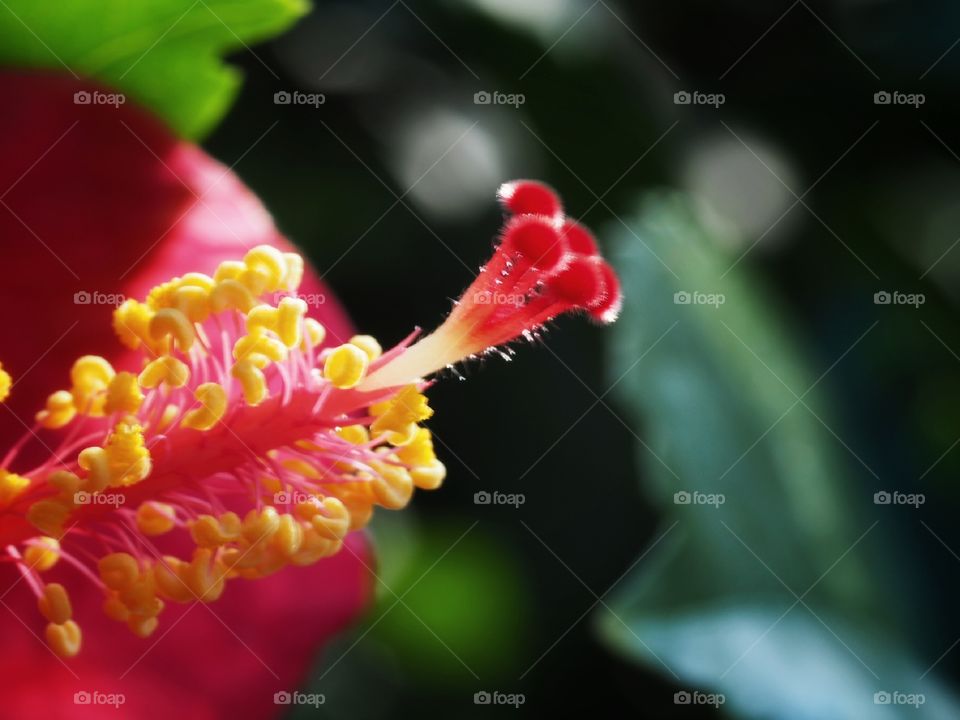 Beautiful pollen of Hibiscus flower