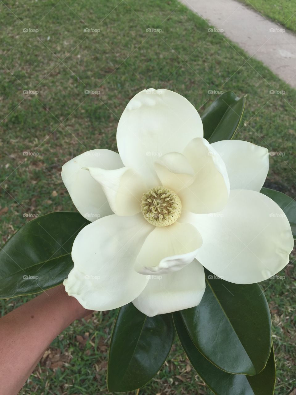 Magnolia in bloom 