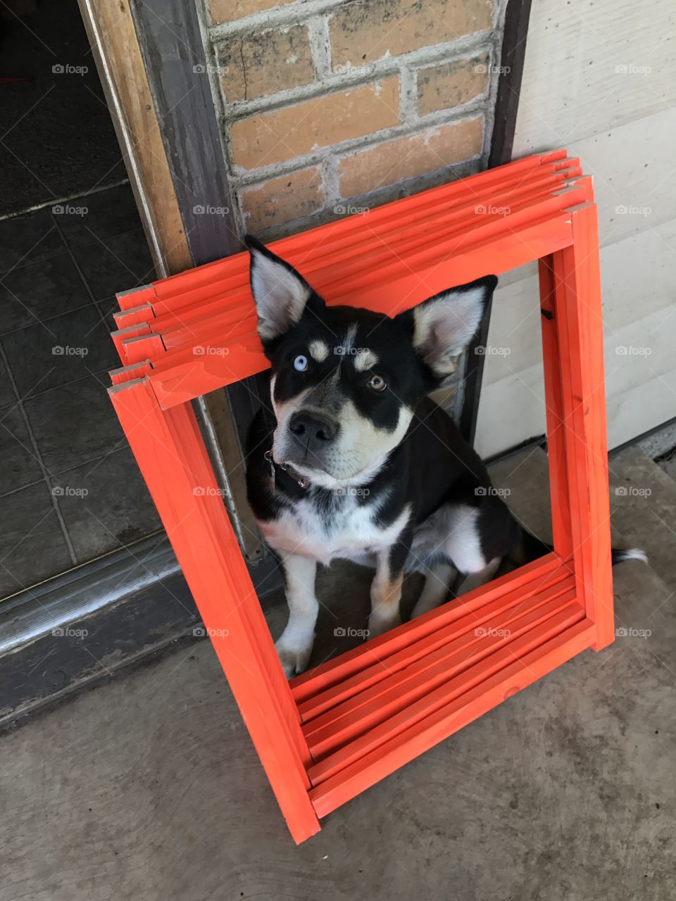 Was making signs for a yard sale and our dog decided to help.