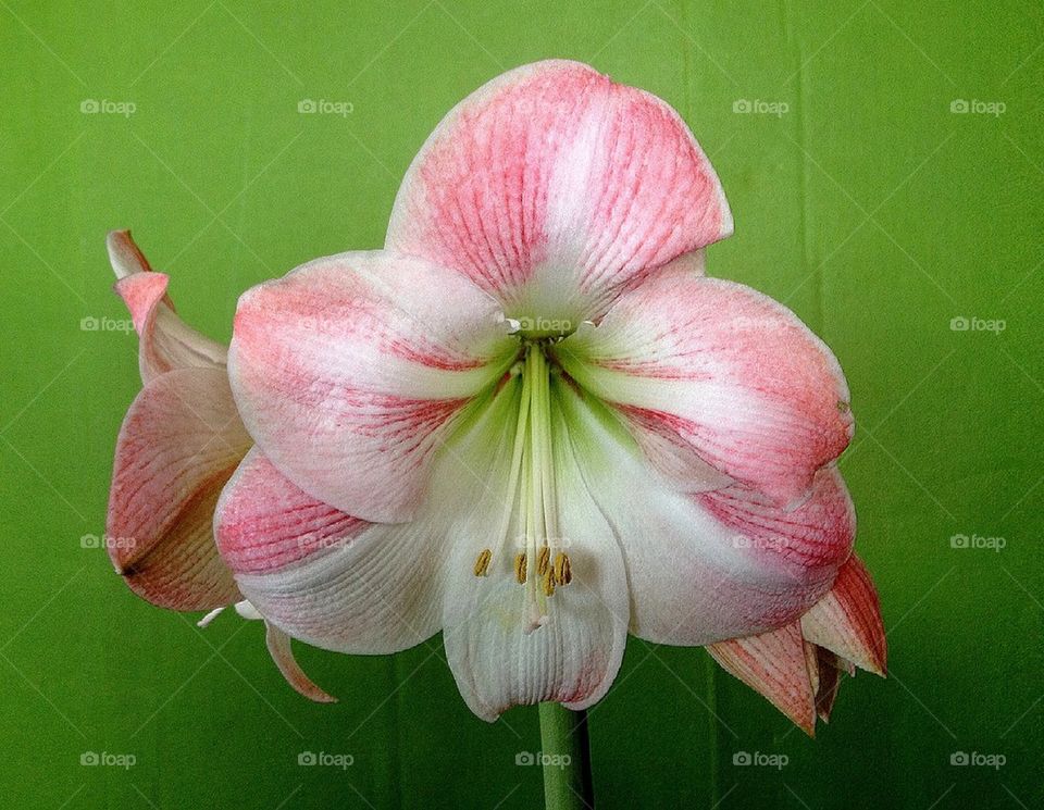 Amaryllis 