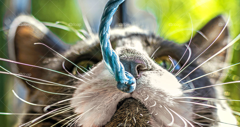 Low angle view of a cat smelling a string focused on nose.