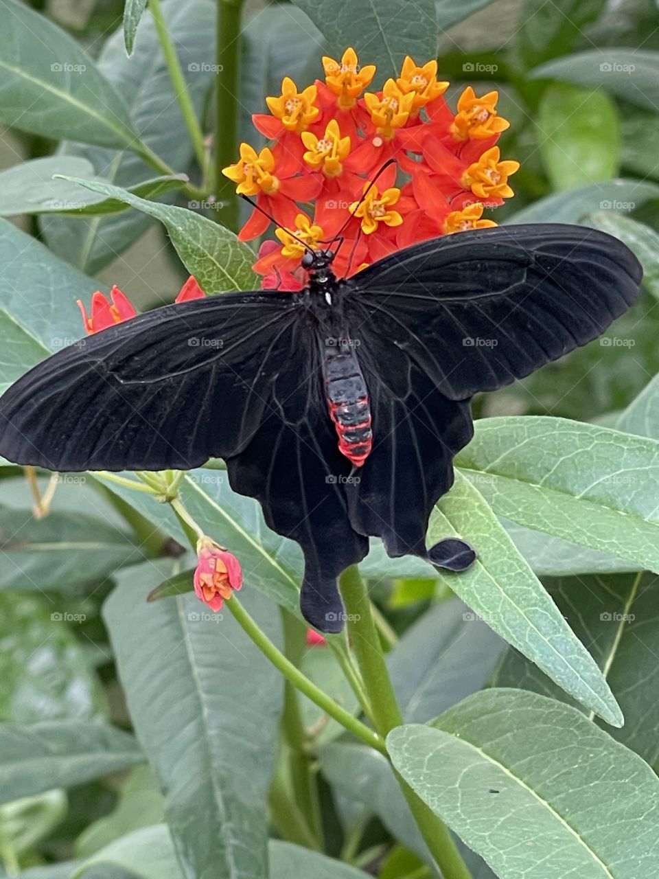 Black butterfly on orange flower 