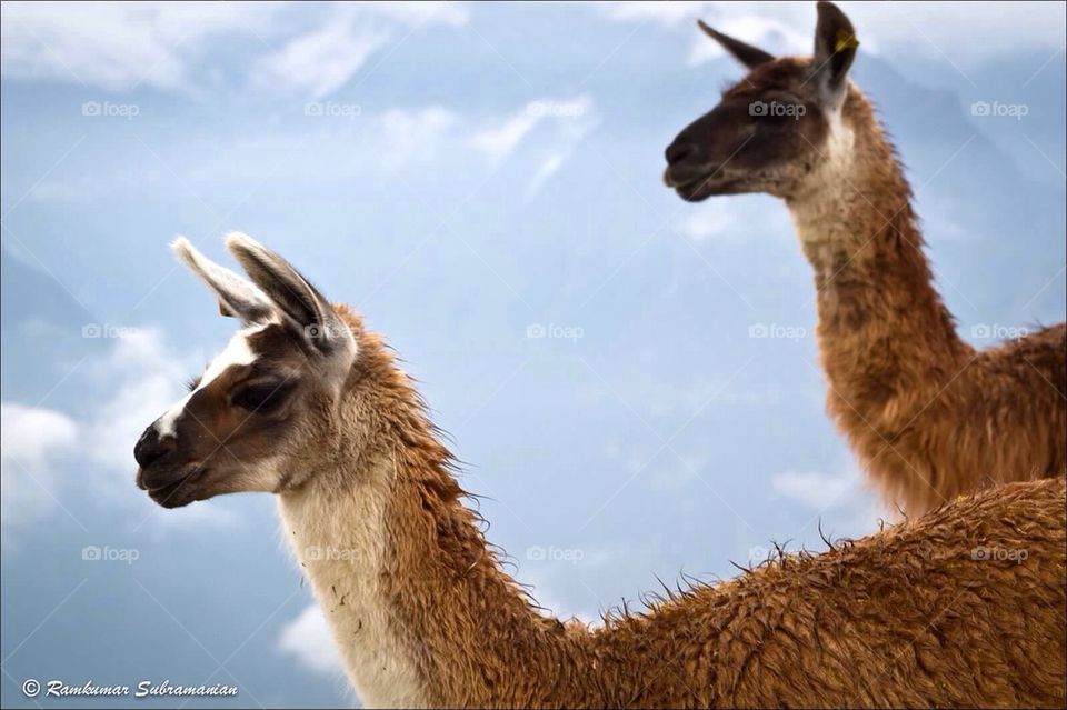 Llamas