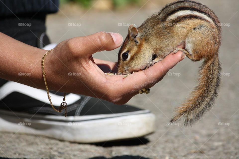 Feeding a chipmunk from the palm