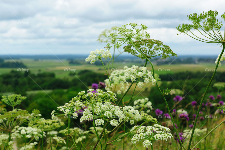 Flowers