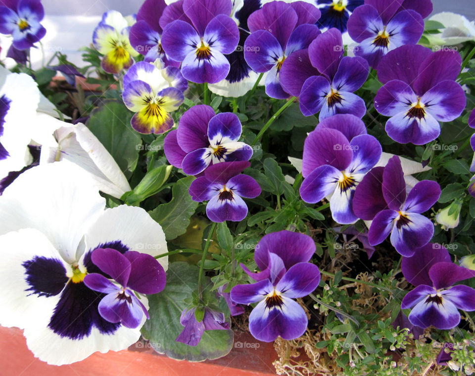 Pansies