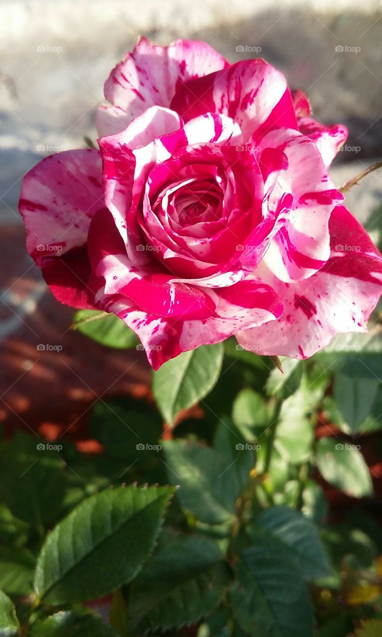 rose red/white