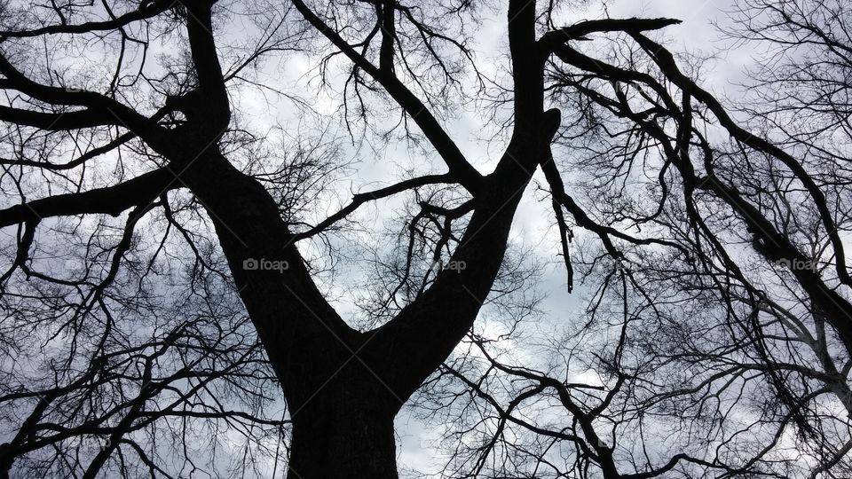 tree limbs in winter