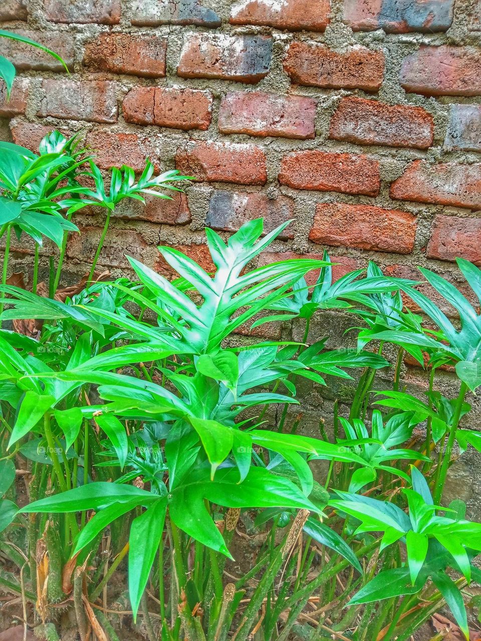 this is " kohila" plant.