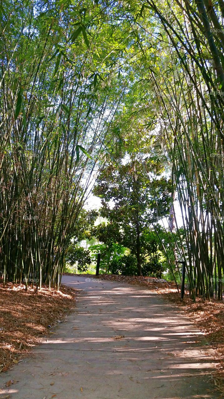 Bamboo  Pathway