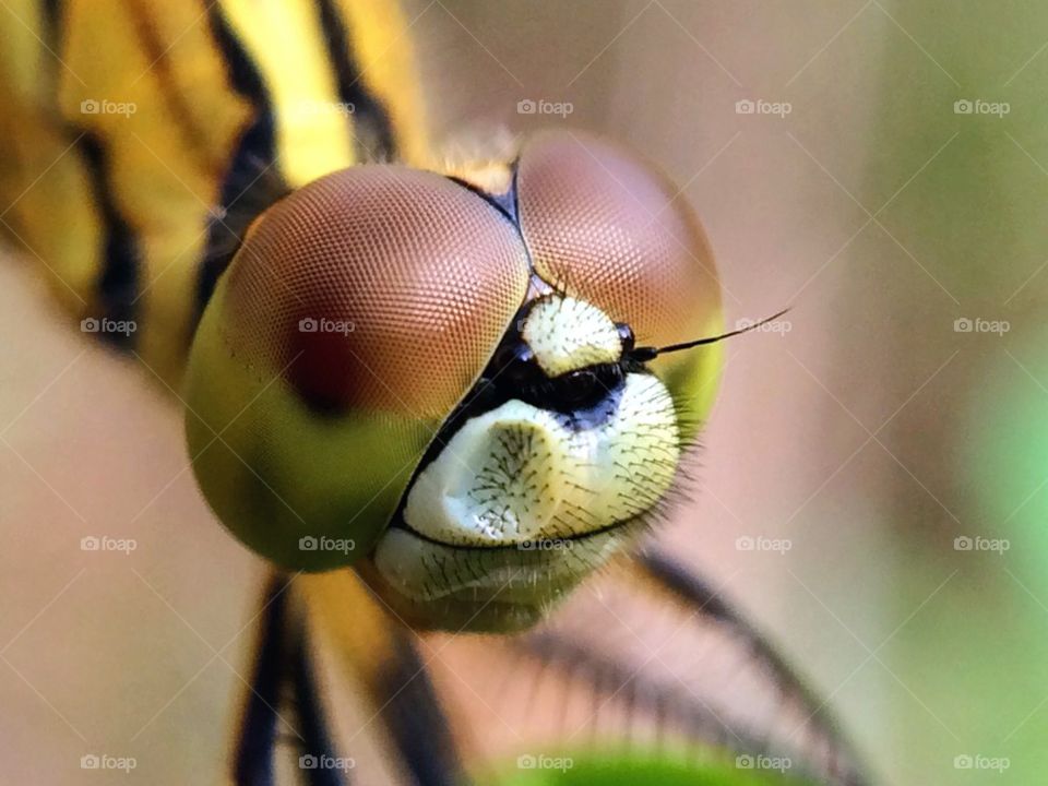 Close-up of dragonfly head