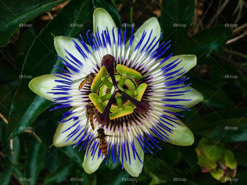 amazing passiflora close-up