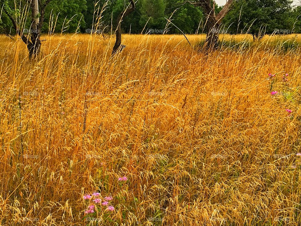 Field of gold