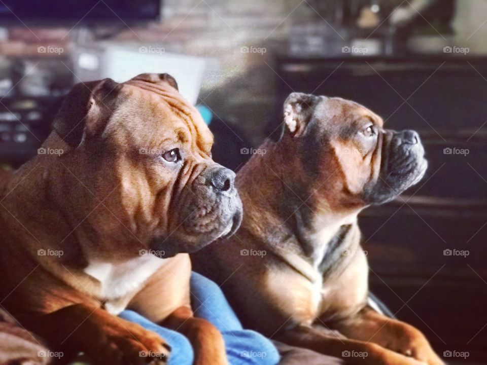 Olde English bulldog’s looking out the window on a sunny day 