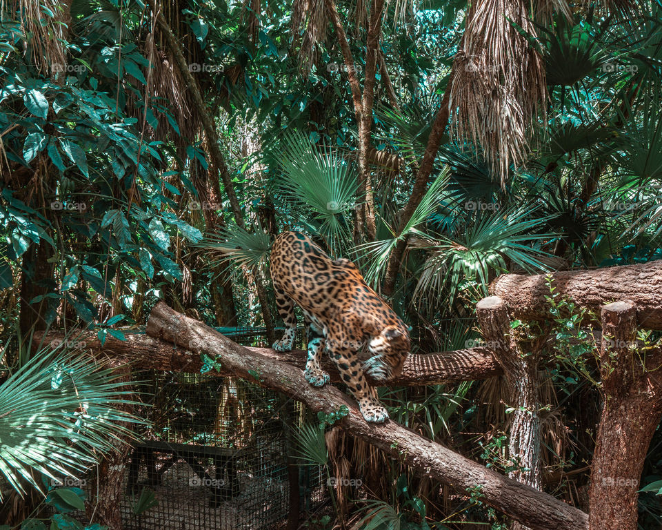 Jaguar at the Belize Zoo