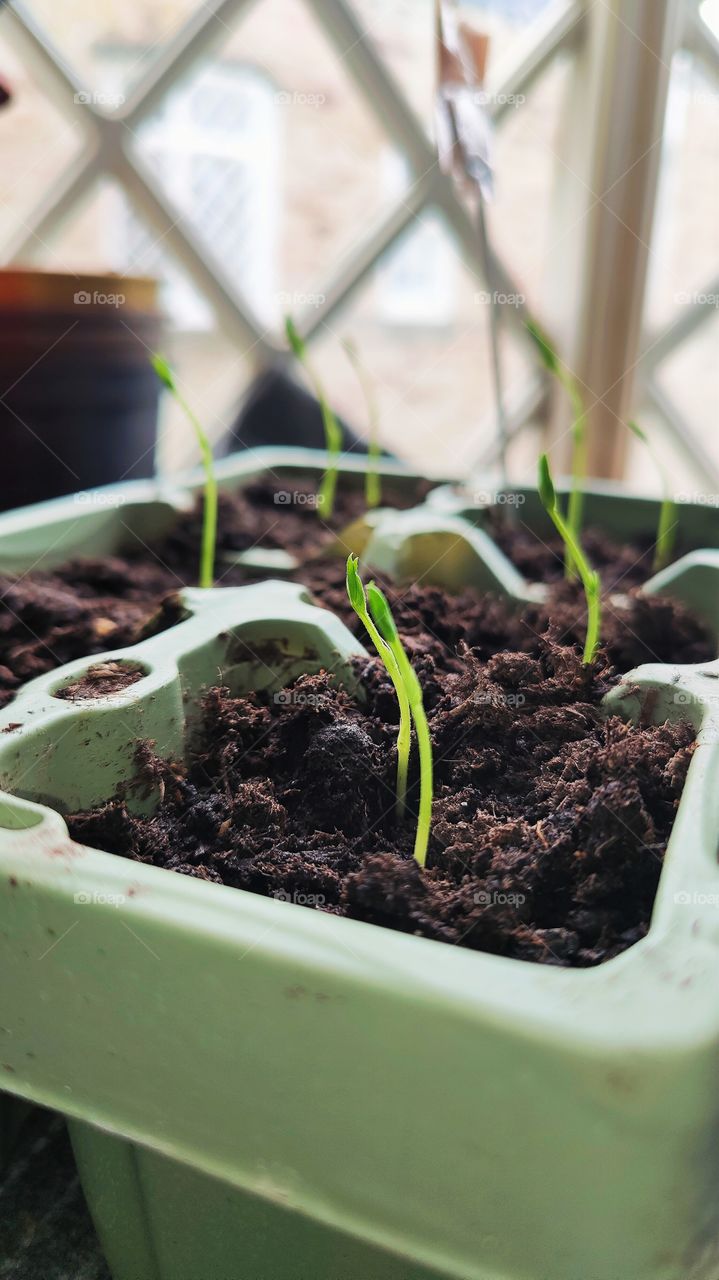 Tiny slender sweet pea seedling growing nicely for spring/summer