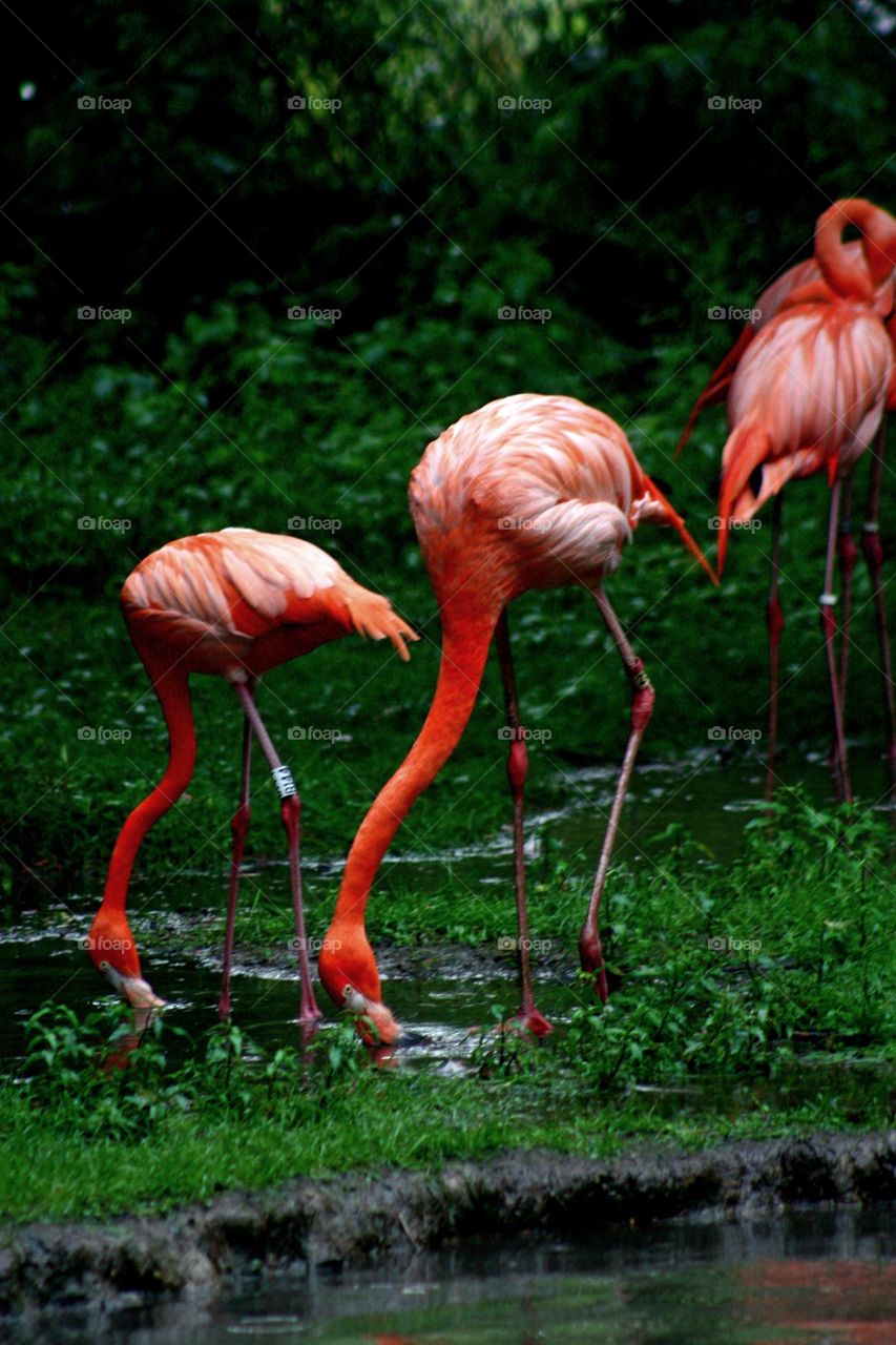 Flamingo drinking water