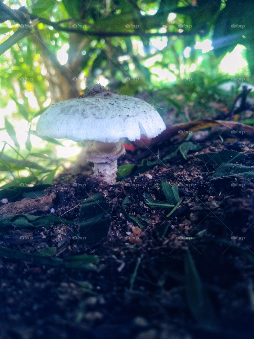 mushroom