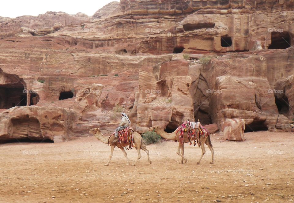 Camels trip in Jordan