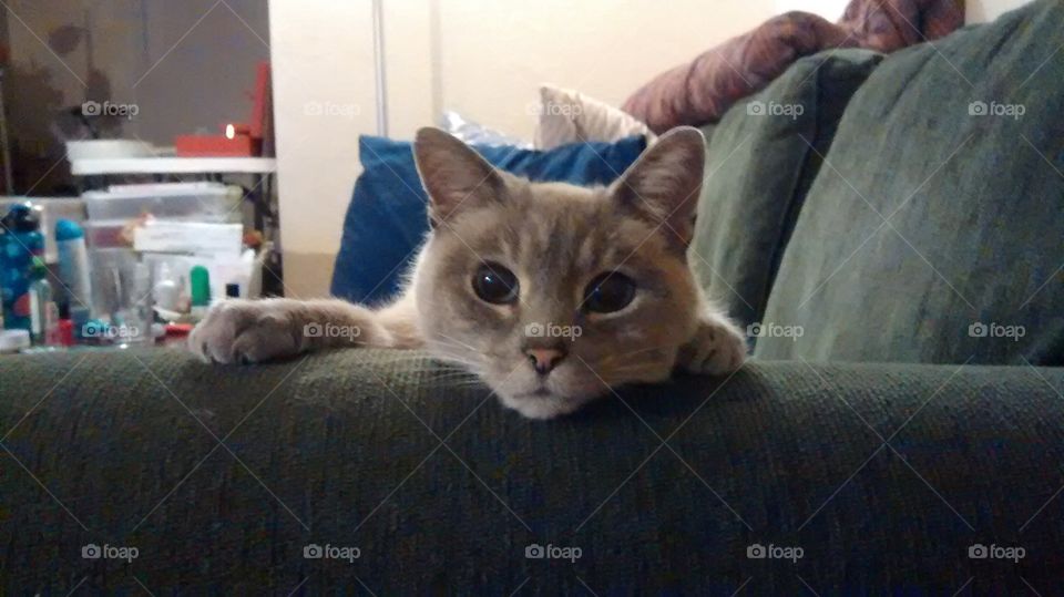Siamese Tabby Cat