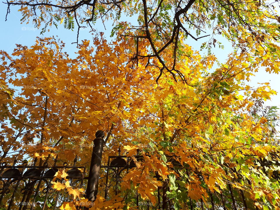 Autumn trees