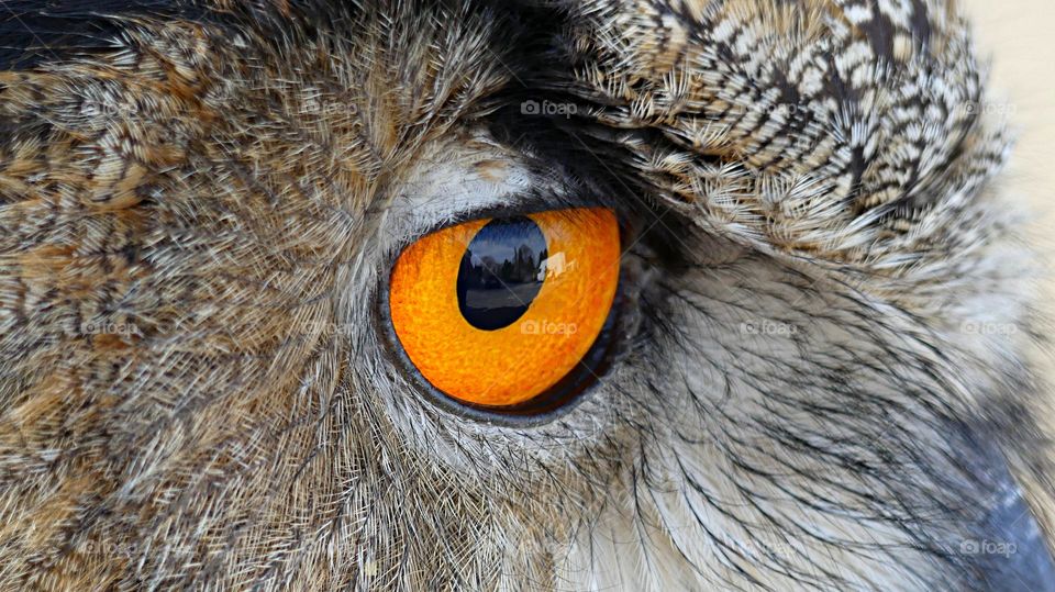 Round eye if an owl - Geometry is a type of math that deals with points, lines, shapes, and surfaces.
Examples are Circles, Rectangles, and Triangles. A circle is a round-shaped figure that has no corners or edges