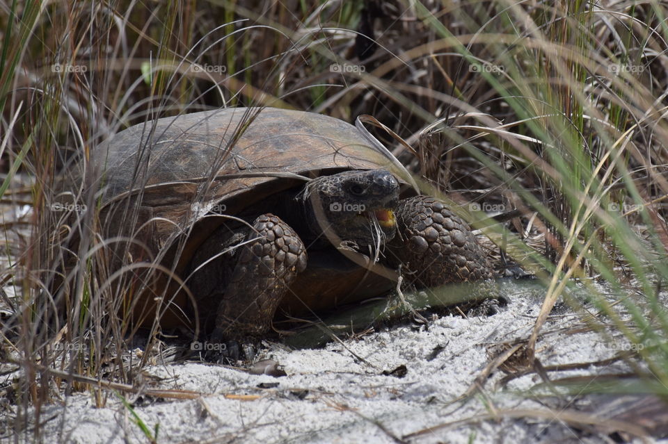 Beach tortoise