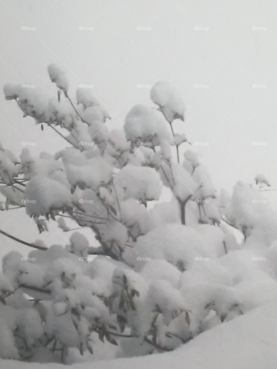 snowy branches