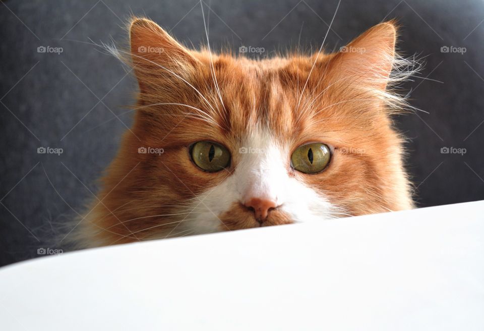 ginger cat funny portrait on a table kitchen