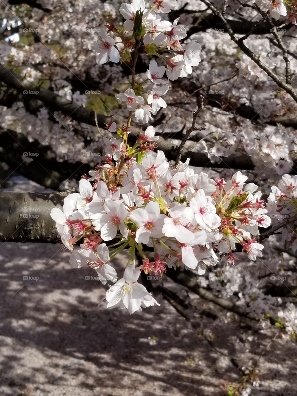 White Cherryblossoms in Japanese springtime.