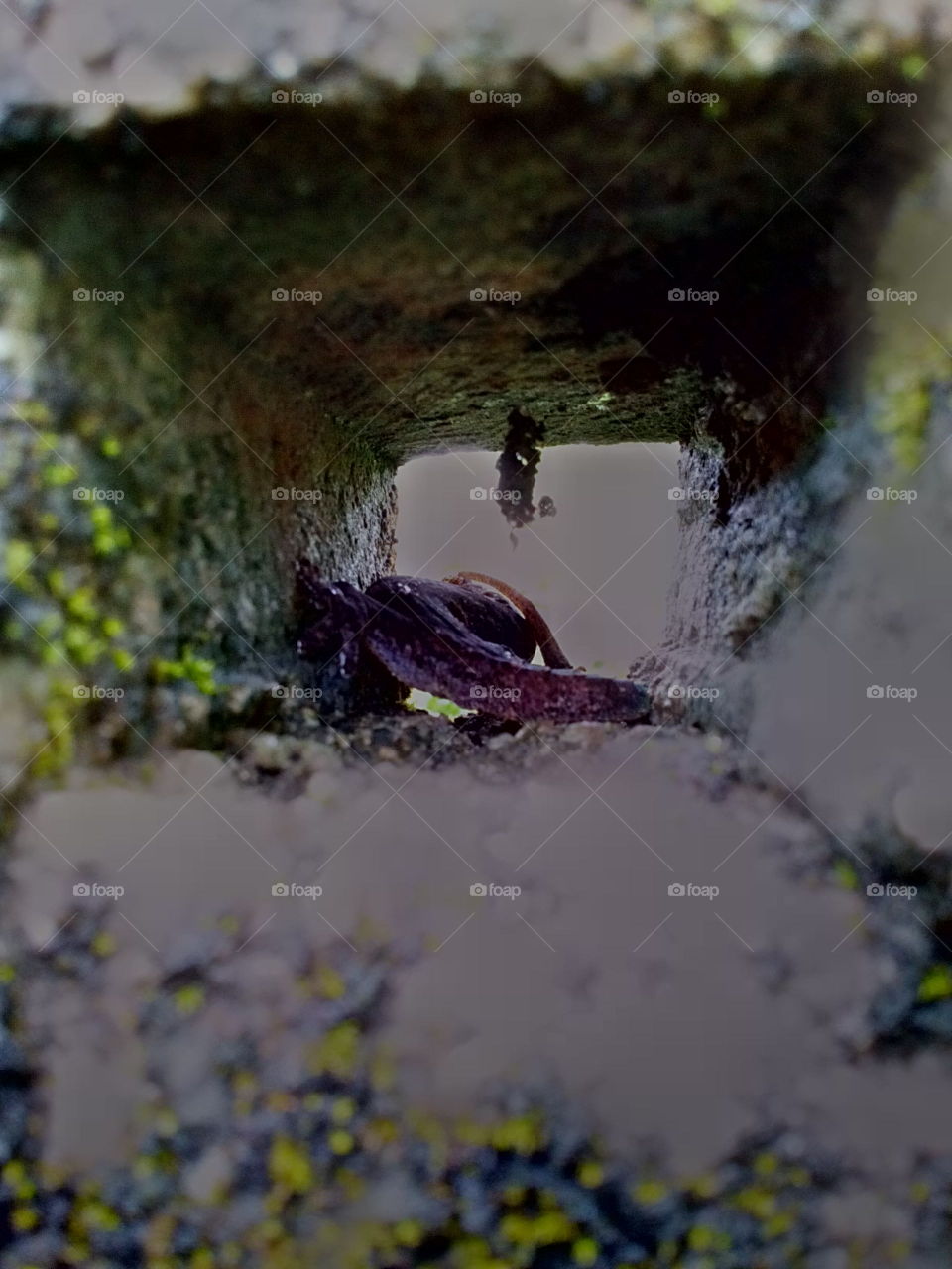 Lizard in the cave view