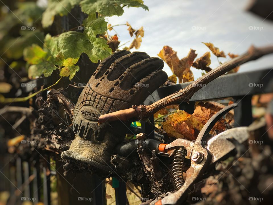 Vineyard Harvest 