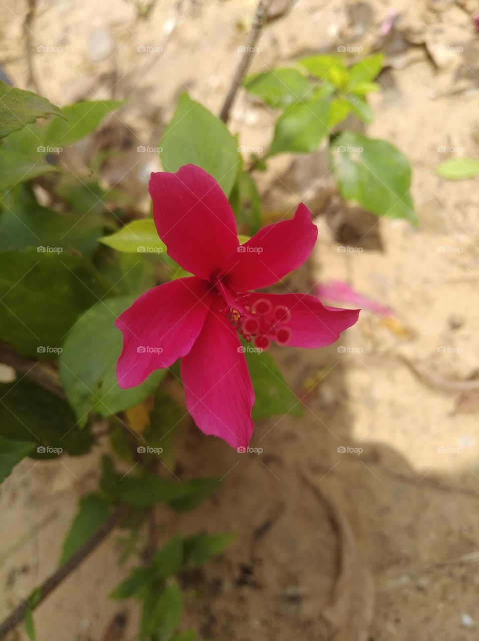 pink flower seasonal fresh shurb small size looks very beautiful generally found everywhere