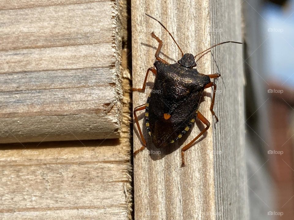 A bug on a fence 