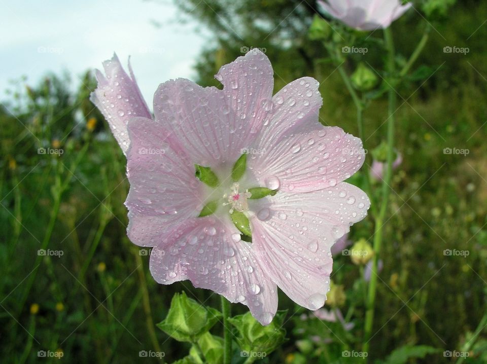 After the rain