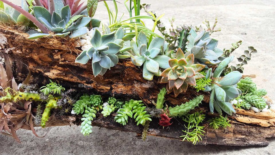 Driftwood planter