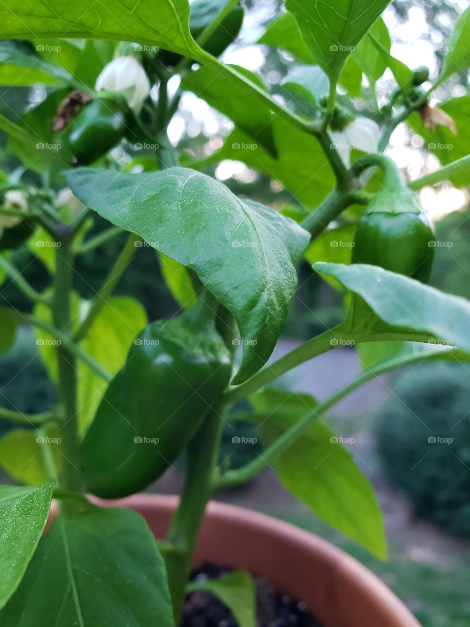 Growing sweet peppers