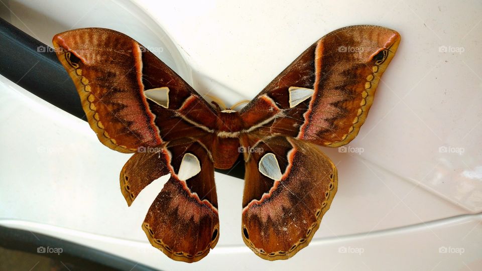 Borboleta na porta do carro.