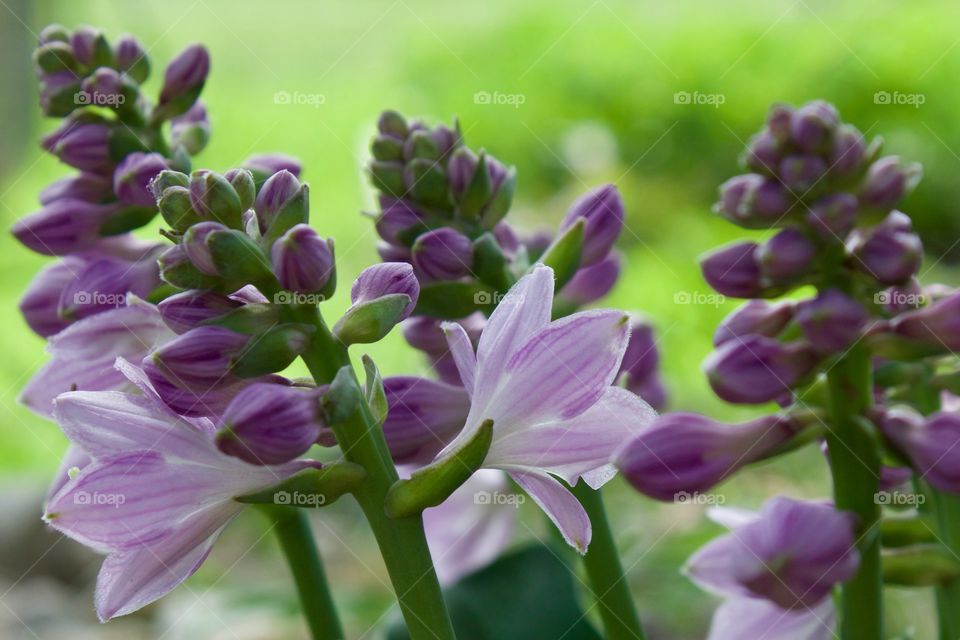 Lavender Hosta plant flowers 
