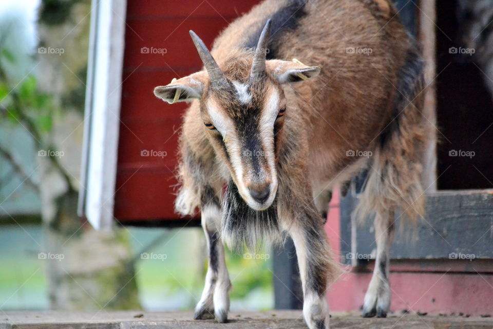 Portrait of a goat