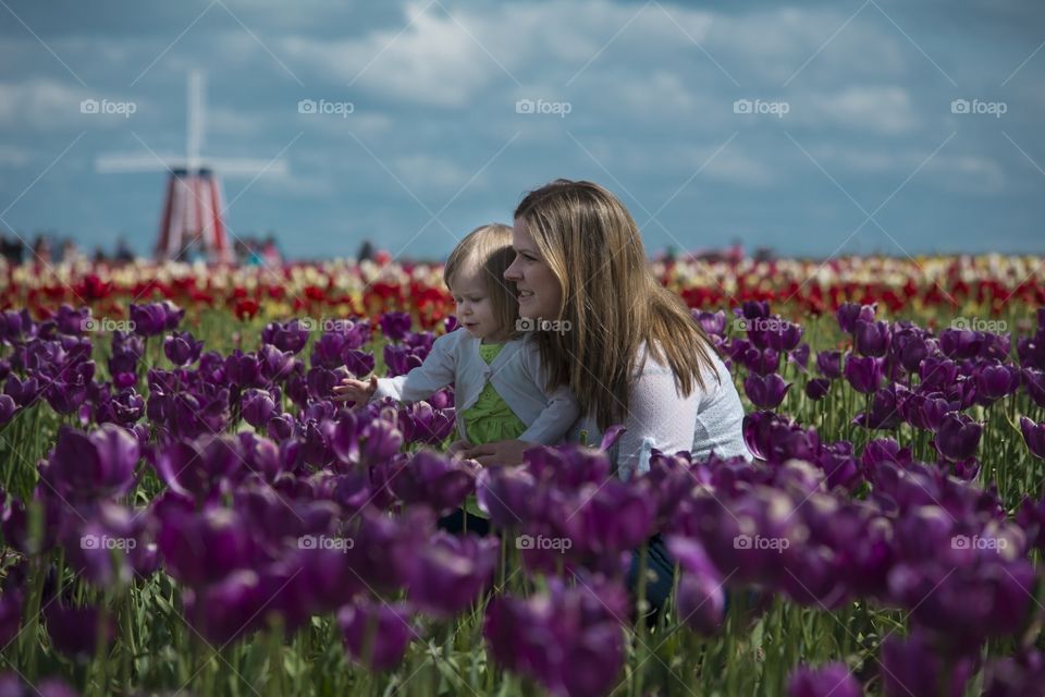Tulip field 