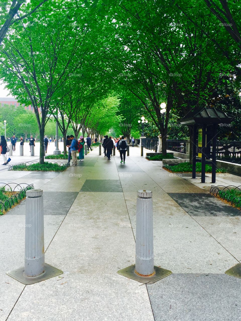 Tree lined street pedestrians 