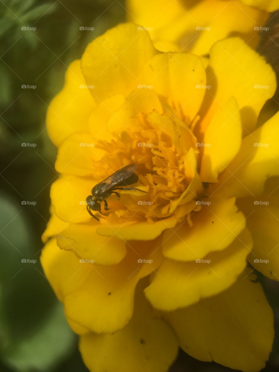 A stingless be after some honey