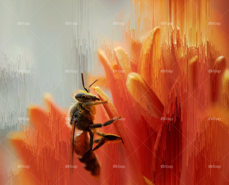 busy bee glitch edit