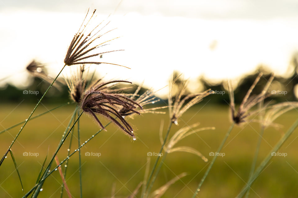 Water droplets stay at the tree branch after rain