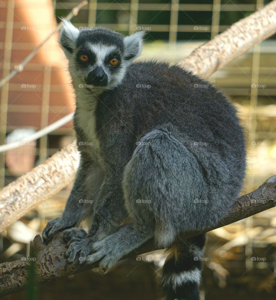 La La the Lemur