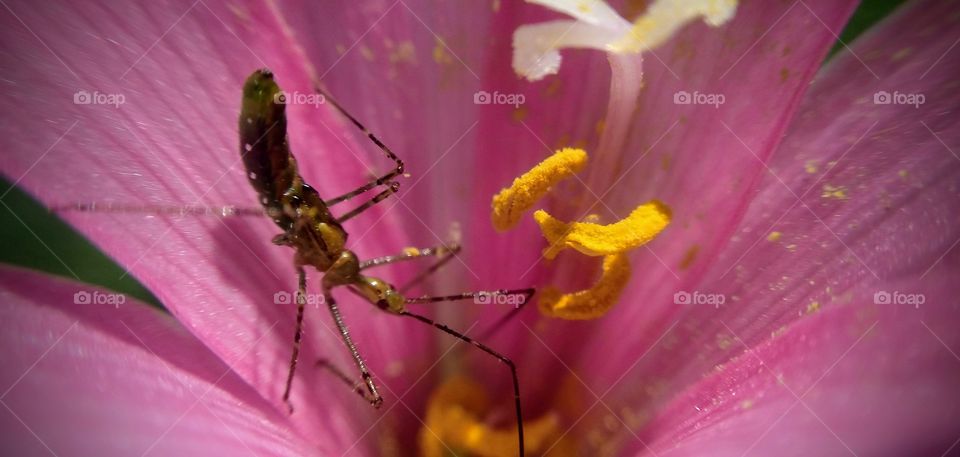 insect on flower