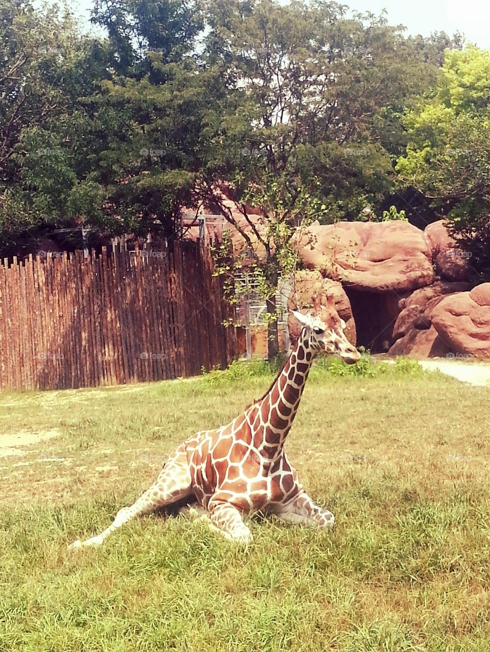 giraffe