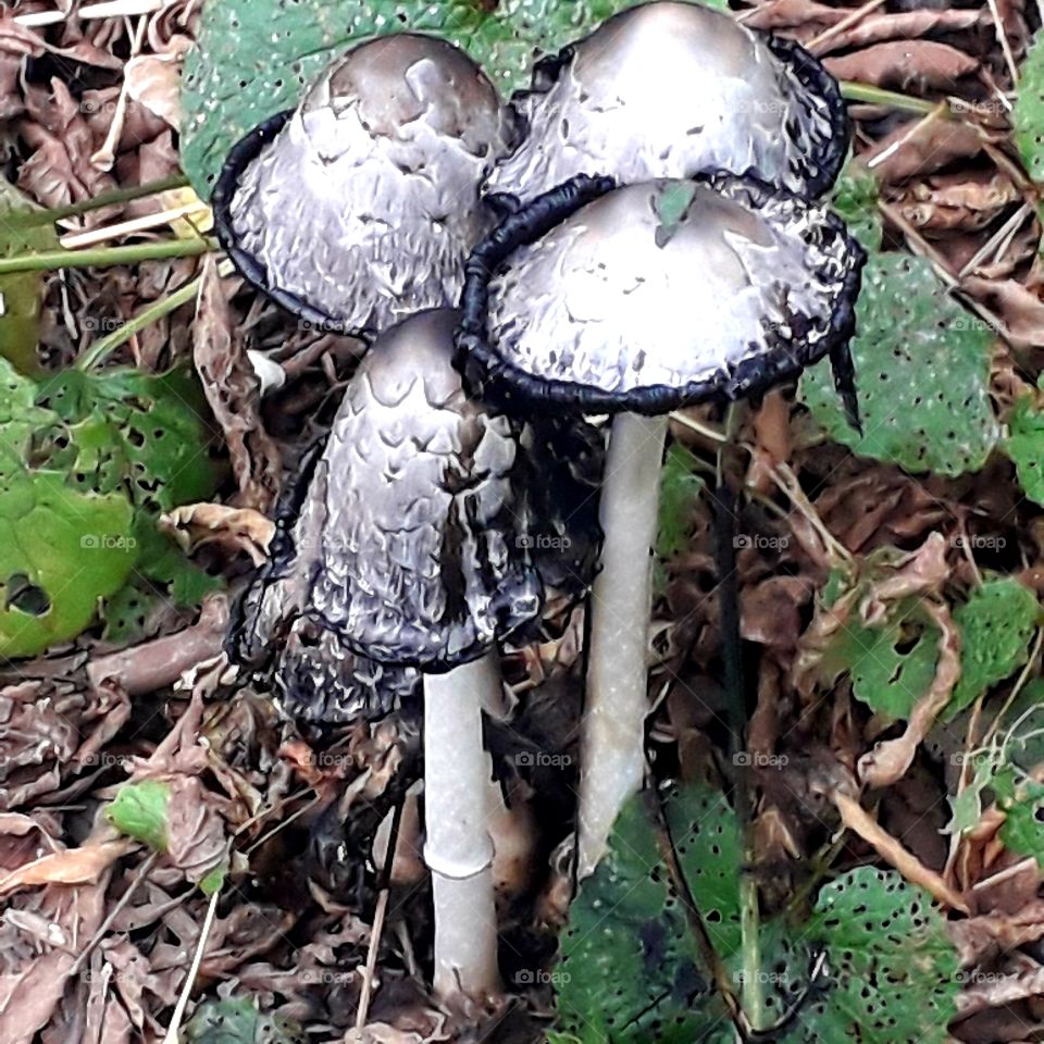 wild gray mushrooms in the garden